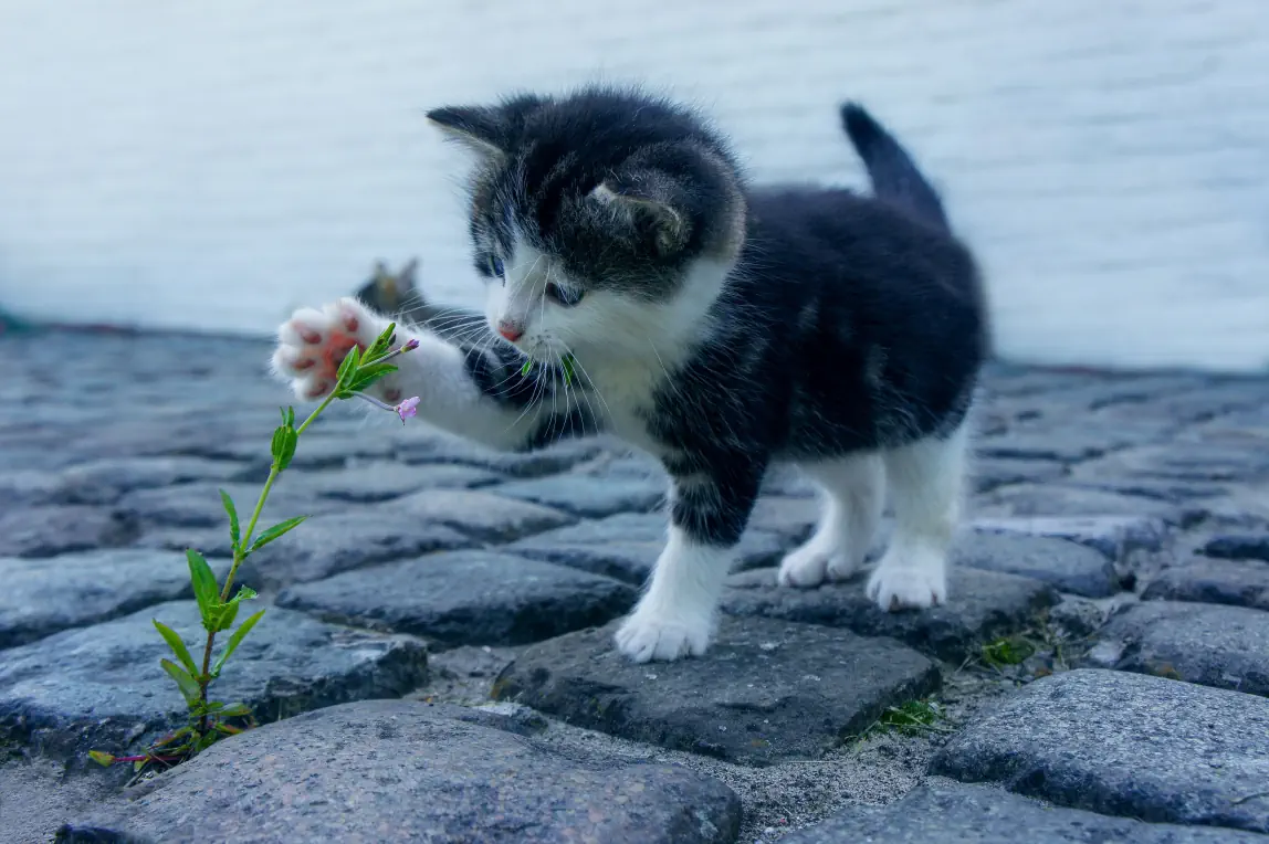 Small cat attacking plant